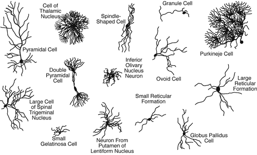 Image result for different neurons